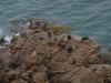 gal/03-Oceanie/33-Nouvelle_Zelande/04-Dunedin_-_Te_Anau/_thb_DSC05341.jpg