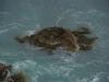 gal/03-Oceanie/33-Nouvelle_Zelande/04-Dunedin_-_Te_Anau/_thb_DSC05346.jpg