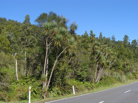 gal/03-Oceanie/33-Nouvelle_Zelande/07-Haast_-_Hokitika/DSC05486.jpg