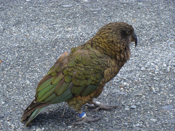 gal/03-Oceanie/33-Nouvelle_Zelande/07-Haast_-_Hokitika/DSC05490.jpg