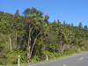 gal/03-Oceanie/33-Nouvelle_Zelande/07-Haast_-_Hokitika/_thb_DSC05486.jpg