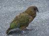 gal/03-Oceanie/33-Nouvelle_Zelande/07-Haast_-_Hokitika/_thb_DSC05490.jpg