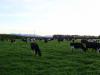 gal/03-Oceanie/33-Nouvelle_Zelande/08-Christchurch_-_Picton/_thb_DSC05533.jpg
