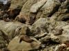 gal/03-Oceanie/33-Nouvelle_Zelande/08-Christchurch_-_Picton/_thb_DSC05546.jpg